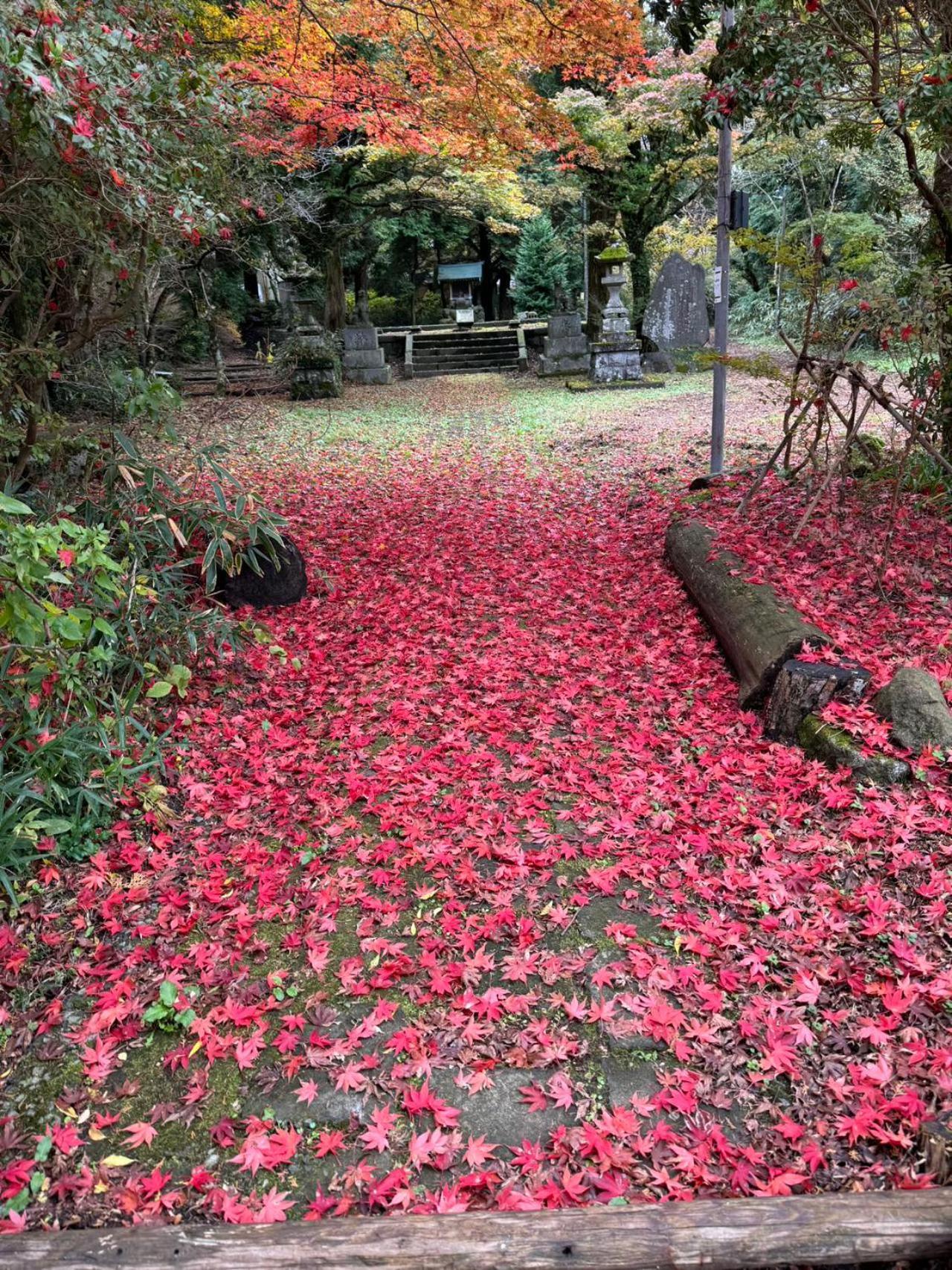 竹の隠れ家：自然豊かな遊歩道ある完全貸切一軒家、静寂と利便性が交わる場所、芦ノ湖まで車で10分-